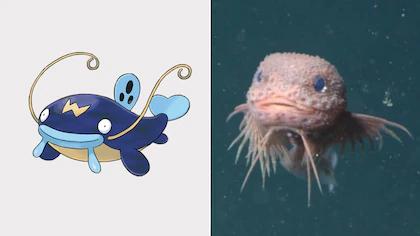 Nuevo pez caracol sorprende por su parecido con un Pokémon