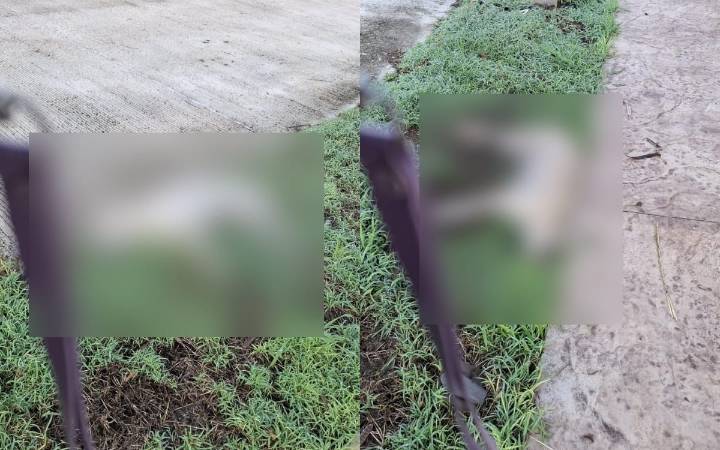 Crueldad animal en Gran San Pedro Cholul: envenenan a diez perros y un zorrillo