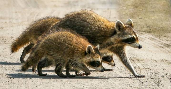 Rabid raccoon confirmed in Kershaw County
