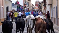 Un hombre es embestido por un toro en Mayorga mientras estaba en su huerto