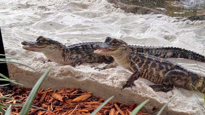 Where can you find alligator in Alabama? World Atlas names the top 5 spots