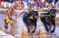 Kambala to get state sport status: Official announcement soon, association to be formed