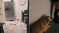 Arizona Woman Comes Home To A Scene Her Dog Clearly Didn’t Plan To Explain