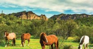 Preserve Commission to hear wild horse plan