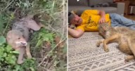 Man Thought He’d Release a Wild Coyote, She Chose to Stay Instead