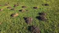 Why Do People Use Coffee Grounds To Deter Moles And Does It Actually Work?