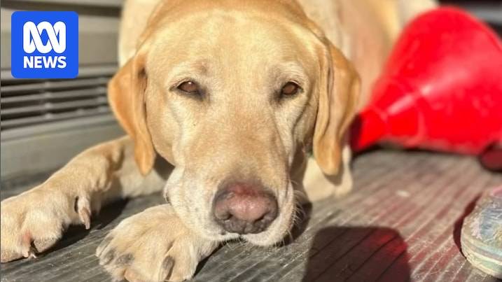 Former Geraldton family appeals pet labrador's dangerous dog declaration