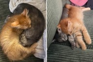 Inseparable kittens are adopted together, what owner sees...