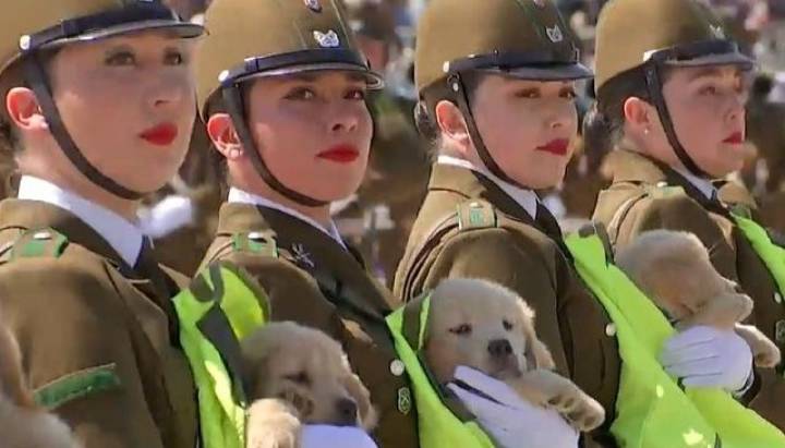 ¡El momento más esperado! Cachorros de Carabineros se roban el protagonismo en la Parada Militar