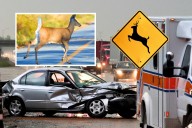 NJ drivers brace for peak animal crash season as deer go wild