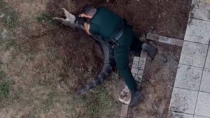 Gators in Florida neighborhoods is common. Here's how they're caught