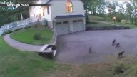 WATCH: Family of bobcats spotted in Groveland