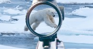 Inside sick £43,000 polar bear hunt as tourists wield high