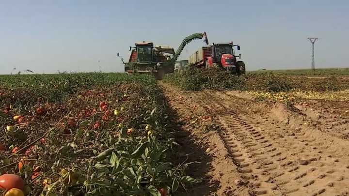 UPA-UCE cifra en 76 millones de euros las pérdidas para los productores de tomate en esta campaña More
