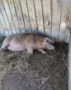 Disparó contra su vecino y lo dejó en grave estado tras culparlo de la muerte de sus chanchos