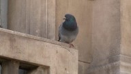 “La sobrepoblación de palomas es una plaga que amenaza la salud pública”, afirman desde la Corporación del Comercio