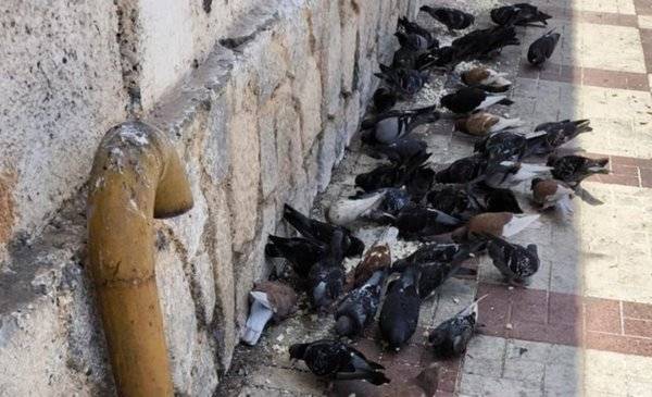 Las palomas, una plaga urbana a combatir