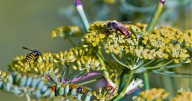 Cooler, windier week ahead for the Central Coast | Central Coast Weather Report