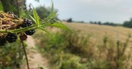 A trail run with blackberries and late summer flowers on Oregon's Sauvie Island
