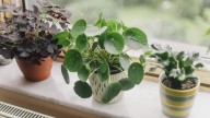 The Simple Pantry Add-In That Helps Houseplants Thrive