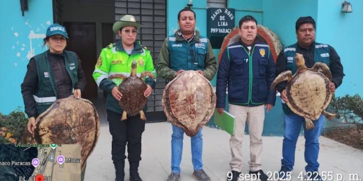 Decomisan tortugas marinas disecadas en hotel de Paracas: especies en peligro eran exhibidas como adornos