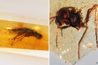 South American Amber Discovery Opens Window to 112-Million