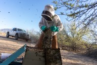 Saving the bees is a buzzing business in Maricopa