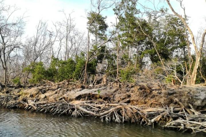 Invasiones deforestan el manglar en la Isla