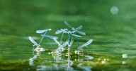 Dragonflies survived asteroids but may get wiped out by climate change