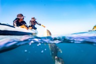 Delfines que enseñan: Blue y Martín ayudan a limpiar el mar en Santa Marta