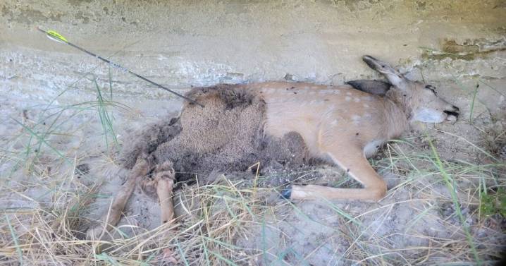 Fawn shot and left to waste on archery range in Billings