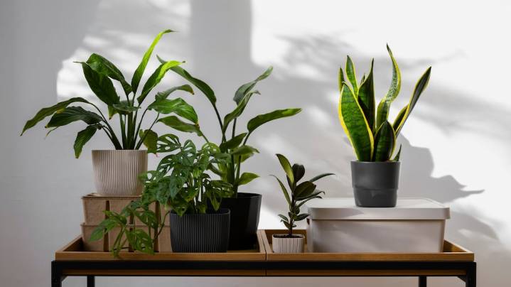 Qué planta deberías tener en tu casa, según tu mes de nacimiento