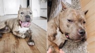New York Shelter Pit Bull Finds Healing And Love In The Arms Of A Woman Who Needed Him Too