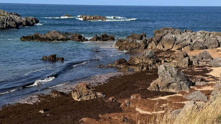 Esta es la realidad del alga asiática en las playas de Cantabria