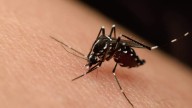 Confirman primera muerte en El Paso por virus del Nilo Occidental en 2025