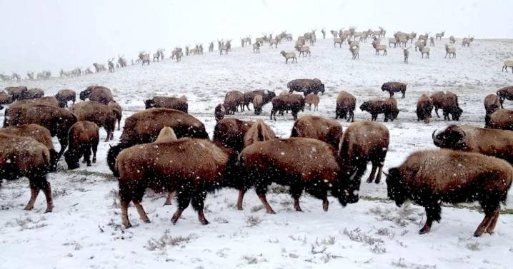 Feds provide peek at National Elk Refuge plan: Keep feeding bison, cut off elk at 7% CWD