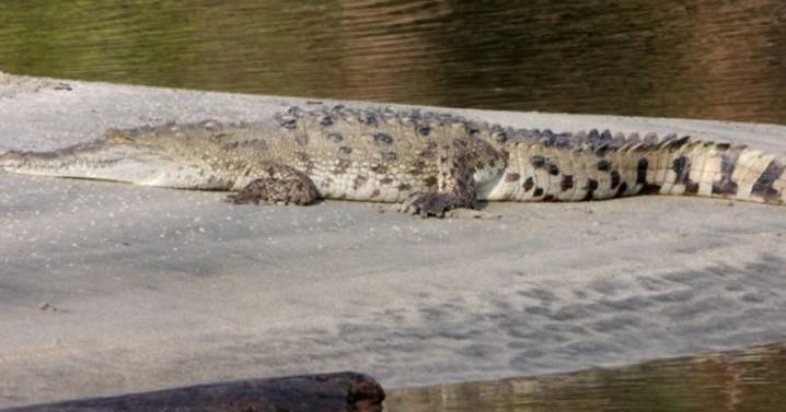 Turistas ignoran advertencias sobre presencia de caimanes en zona prohibida del Parque Tayrona