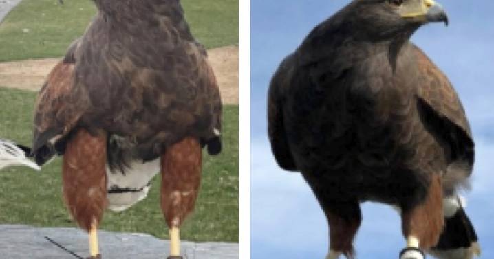 Alice and Bubba, hawks trained to keep other birds away from SoFi Stadium, stolen during Rams game