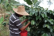 Inicia cosecha cafetalera en más de 237.000 hectáreas del país