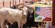 Ante el cierre de la frontera de EEUU a la exportación del ganado mexicano, ganaderos de Sonora buscan la regionalización