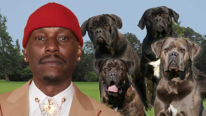 Tyrese Fully Cooperating With Cops After His Mastiff Kills Neighbor's Dog