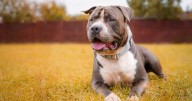 Police officer has unexpected encounter with Staffy during house fire rescue