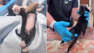 Maryland Puppy Rescued From A Ditch Leaves Vets Stunned By Her Incredible Recovery