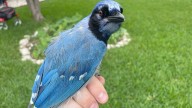 Rare bird found in Texas is part blue jay, part green jay