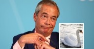 How animal-eating disinformation spreads - Nigel Farage's 'migrants eating swans' claim fact checked