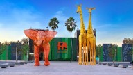 Denuncian abandono a osezna en zoológico de La Pastora en Nuevo León