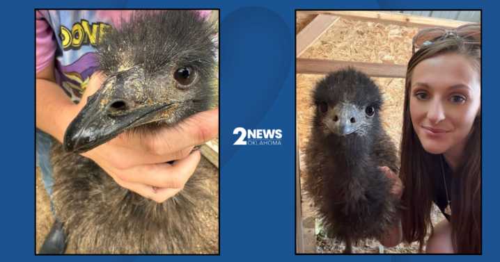 EMU ESCAPEE: Long Tail Farm in Owasso searching for emu