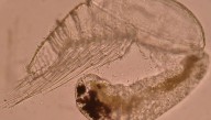 Barnacle-Like Facetotectan Larvae Have A Life Cycle So Mysterious, No One Has Ever Seen An Adult One