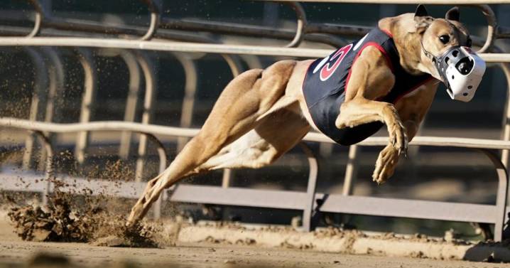 “Un triunfo para los galgos”: proyecto que busca prohibir las carreras de perros avanza en su tramitación y pasa a Sala