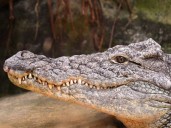 Cocodrilo sorprende a joven en San Nicolás, Nuevo León